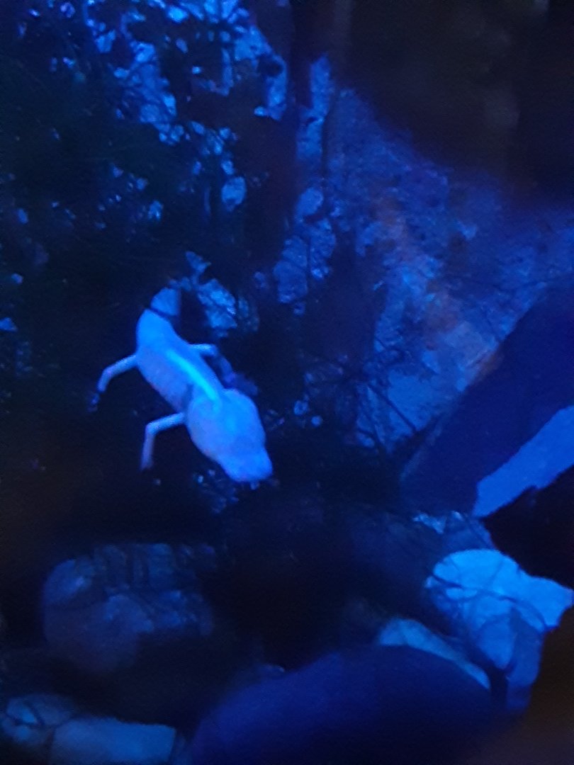 Texas Blind Cave Salamander