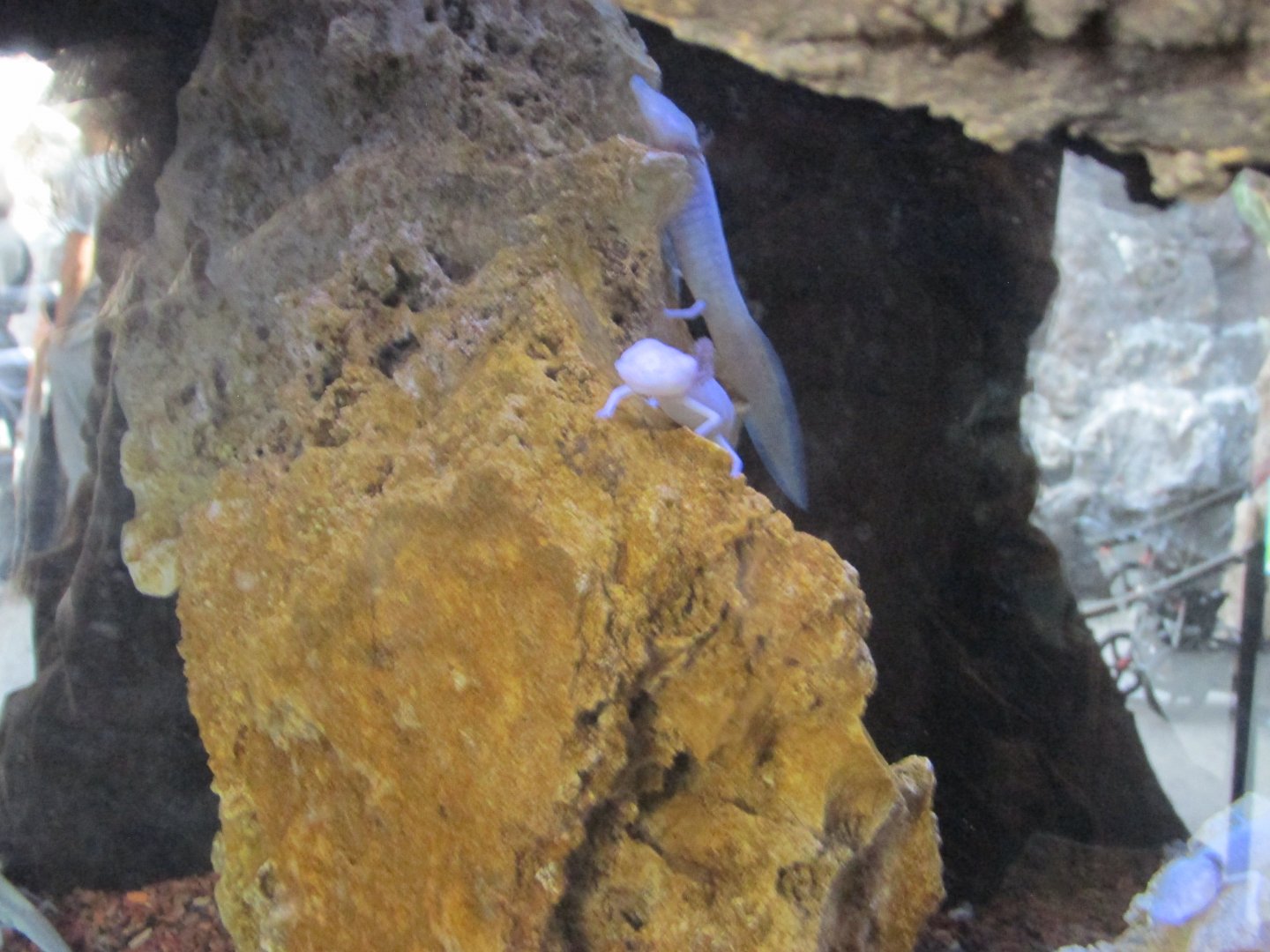 texas blind cave salamanders