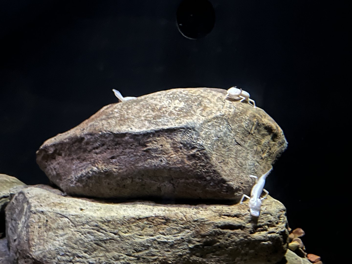 Texas Blind Cave Salamanders