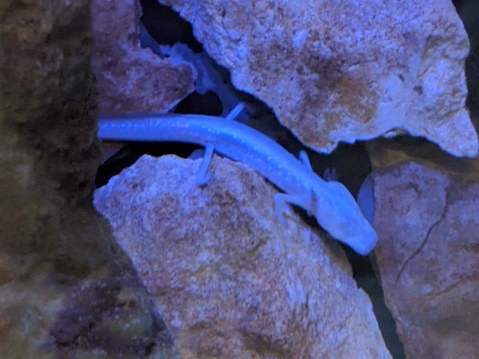 Texas blind salamander (Eurycea rathbuni)