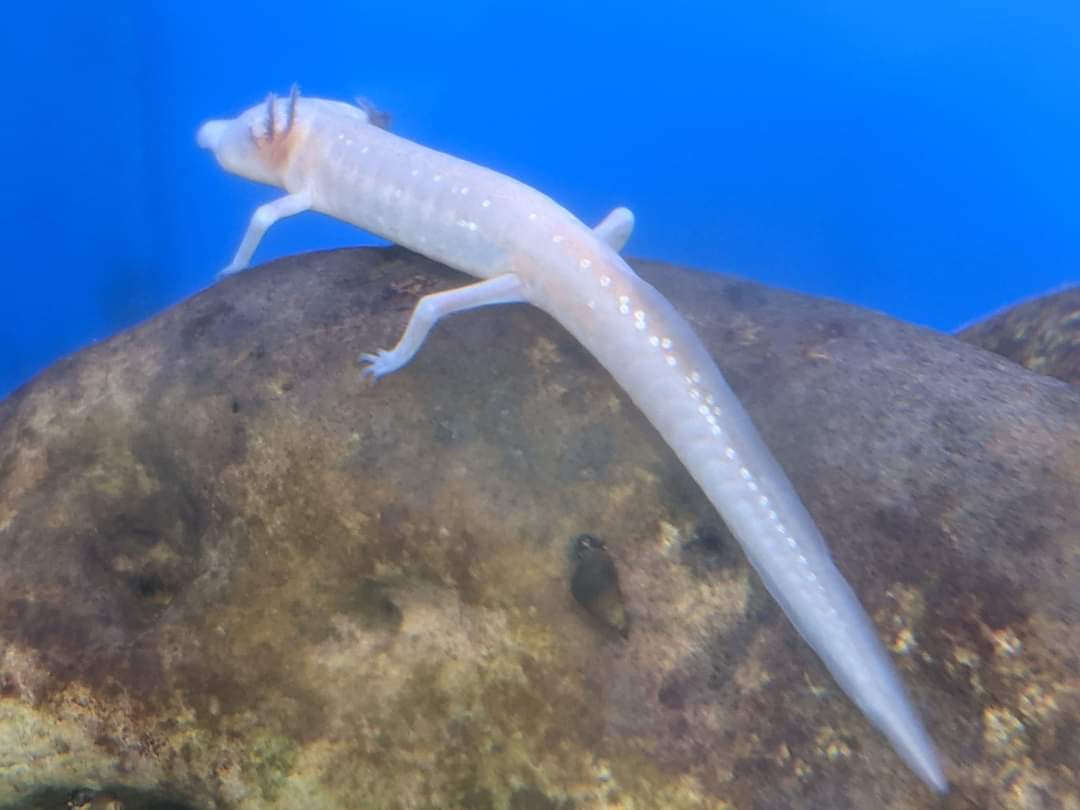 Texas blind salamander (Eurycea rathbuni)