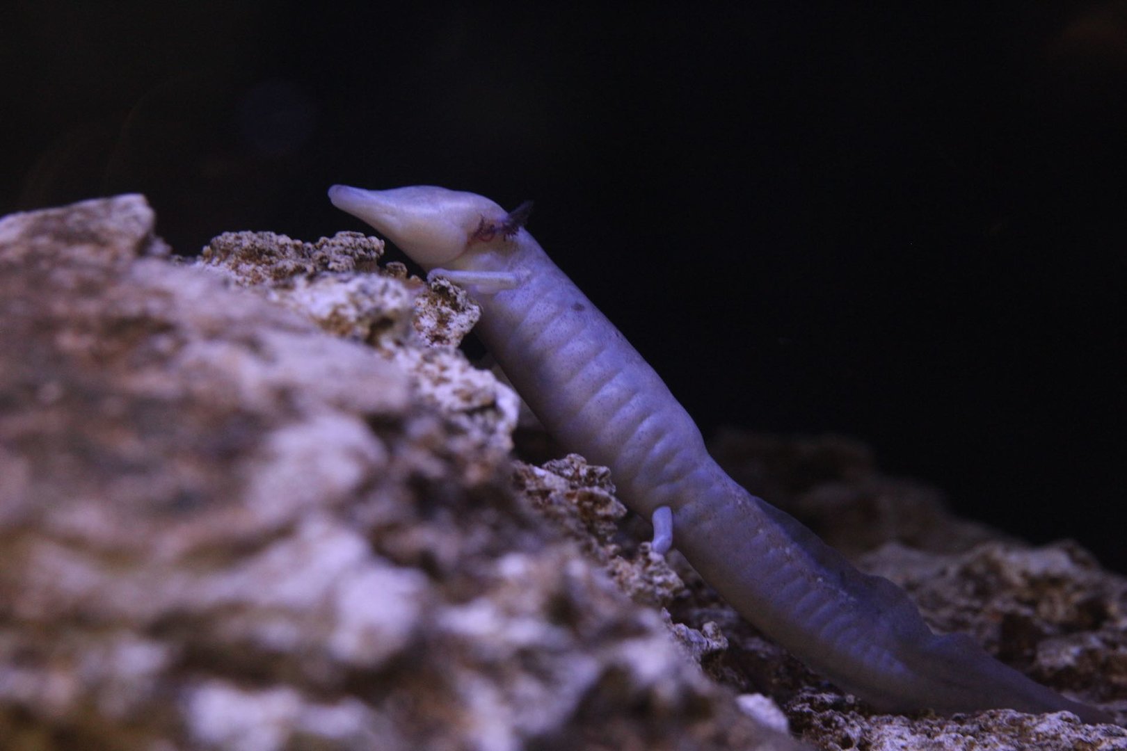 Texas blind salamander/ Eurycea rathbuni