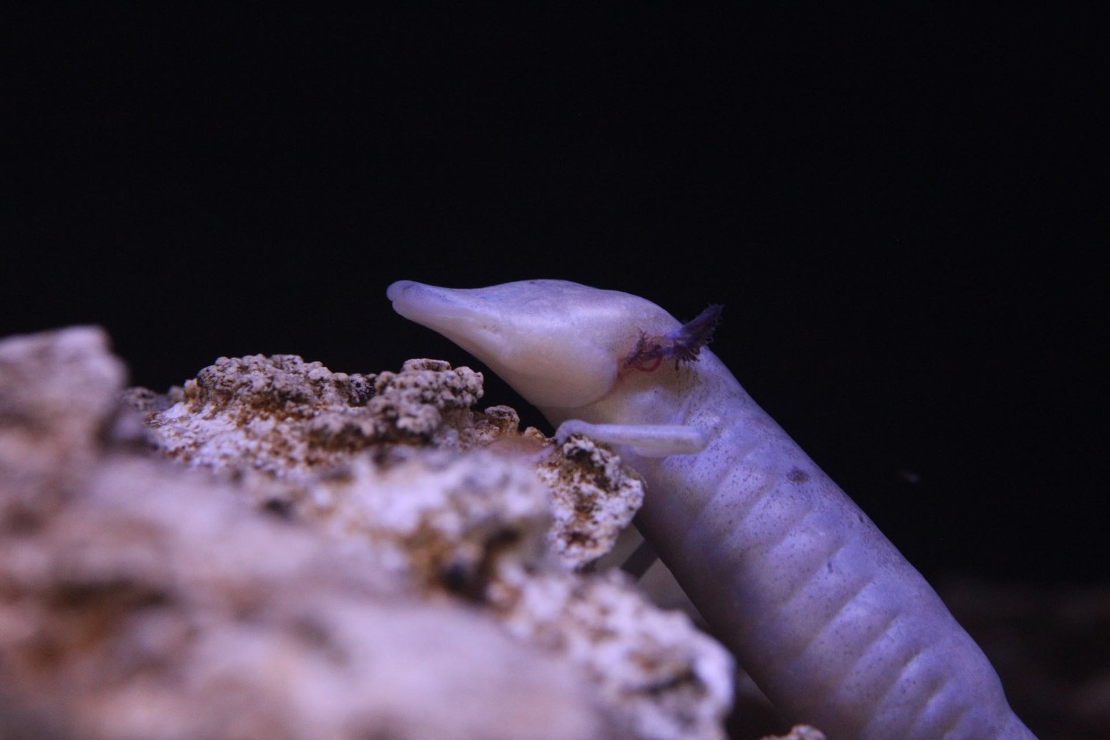 Texas blind salamander/ Eurycea rathbuni
