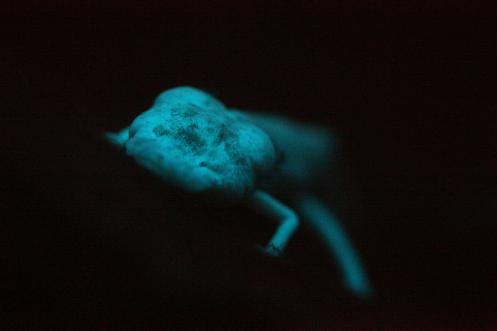 Texas blind salamander (Eurycea rathbuni)