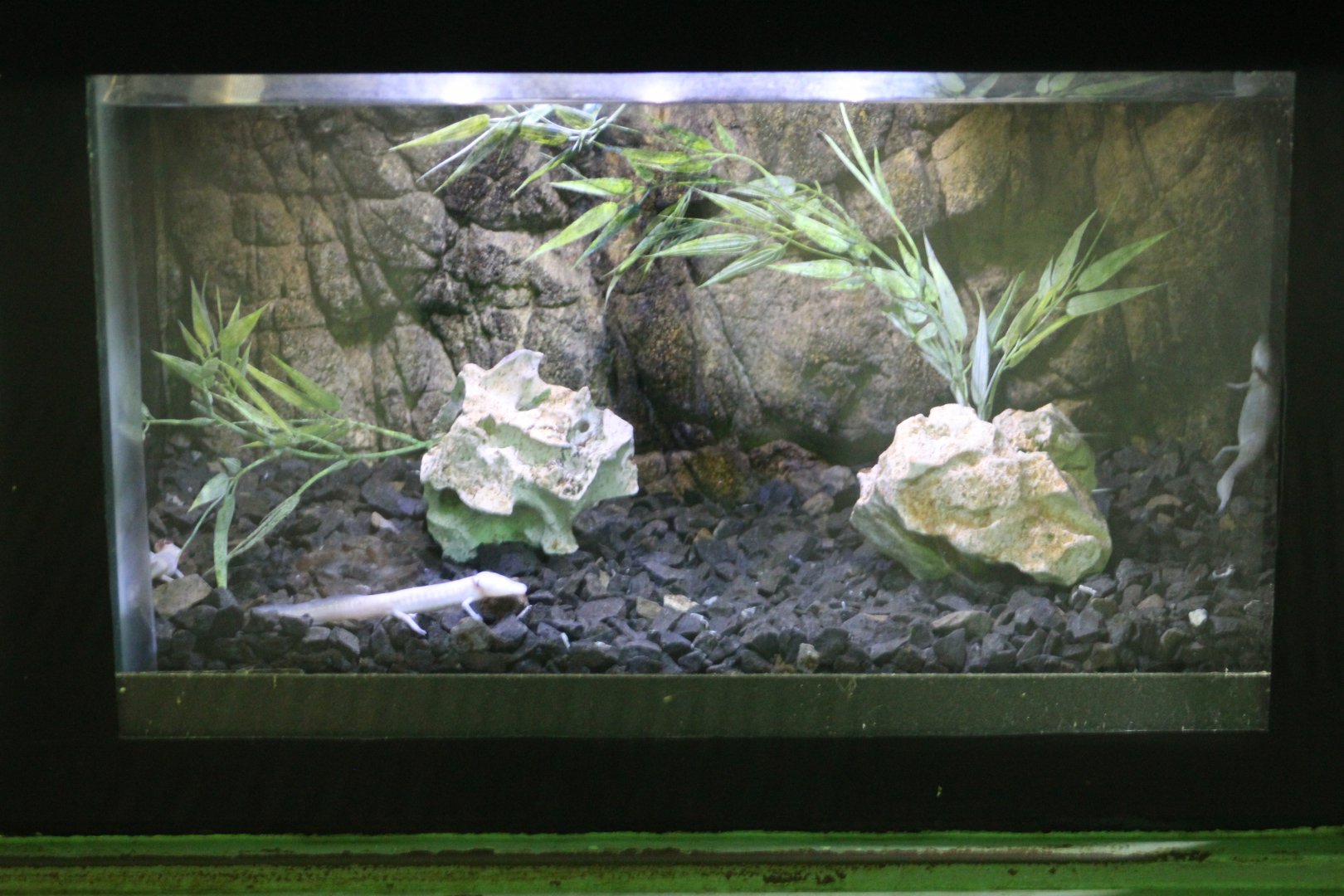 Texas Blind Salamander Tank