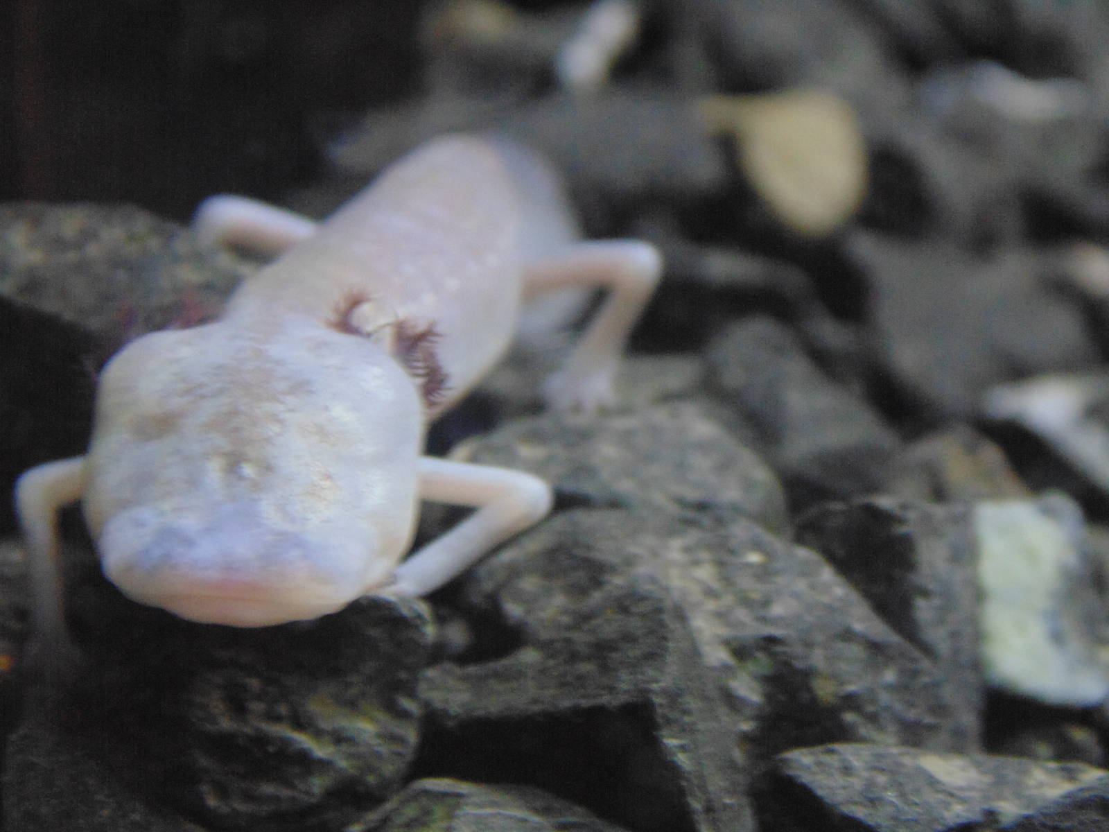 Texas Blind Salamander