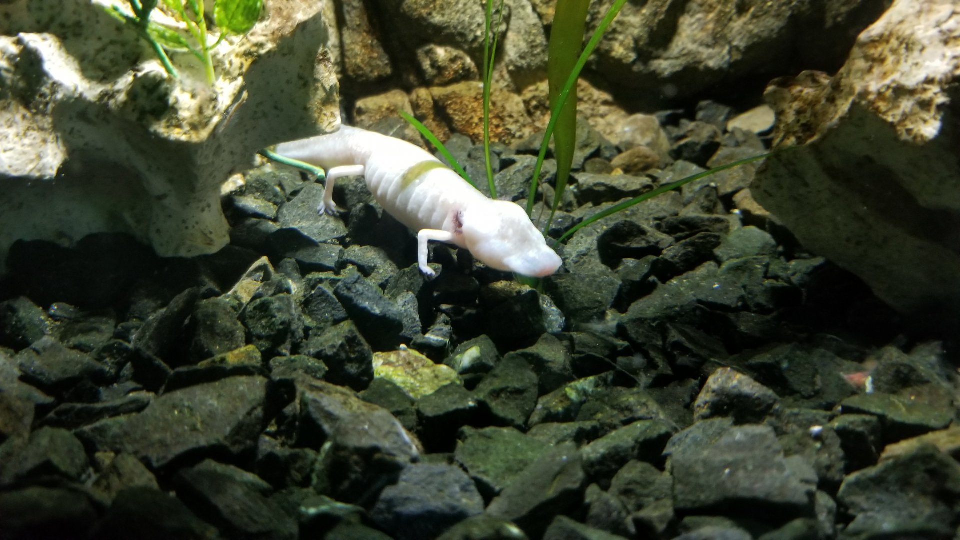 Texas blind salamander