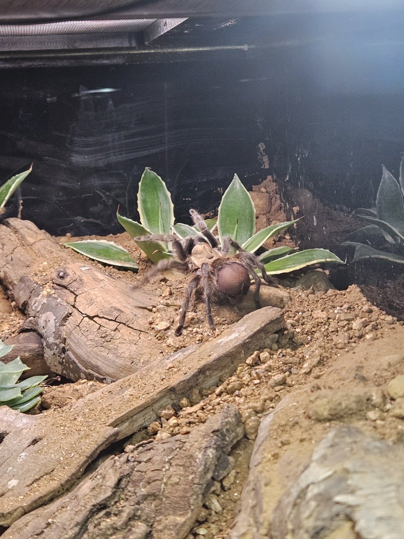 Texas Brown Tarantula
