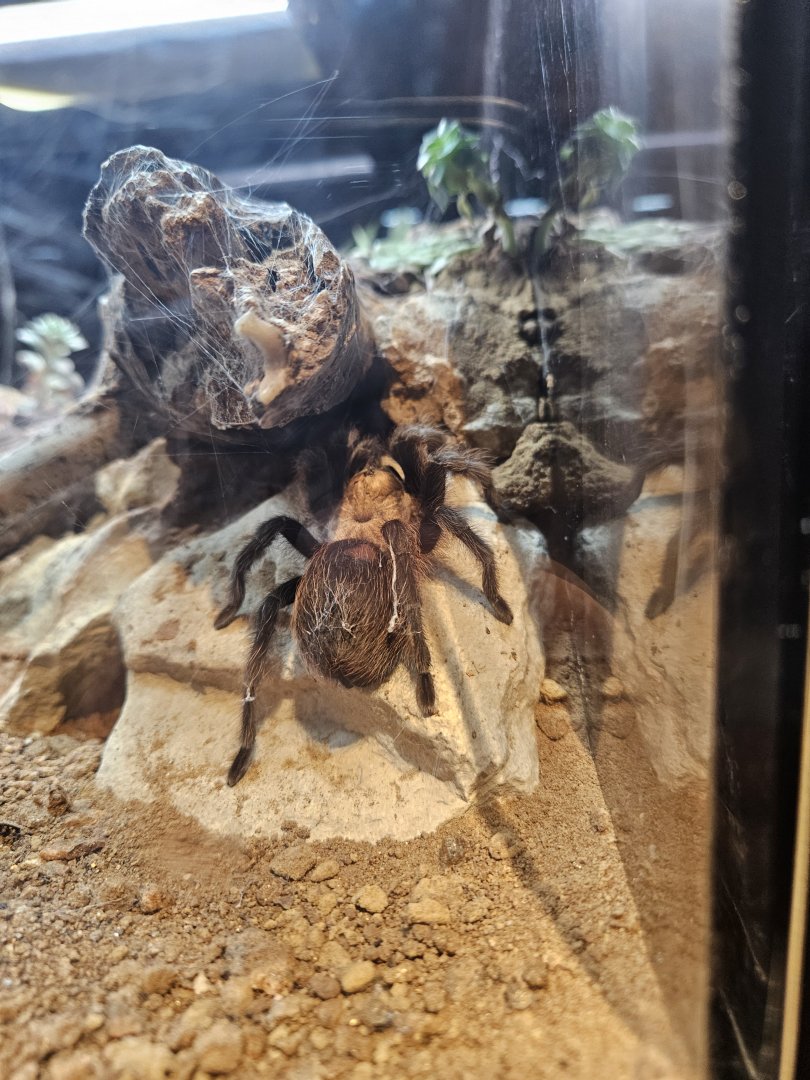 Texas brown tarantula