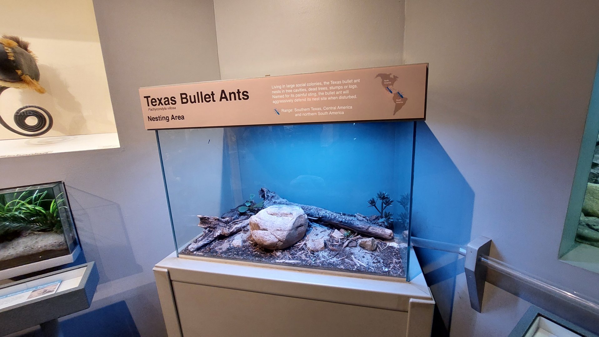 Texas Bullet Ant Exhibit