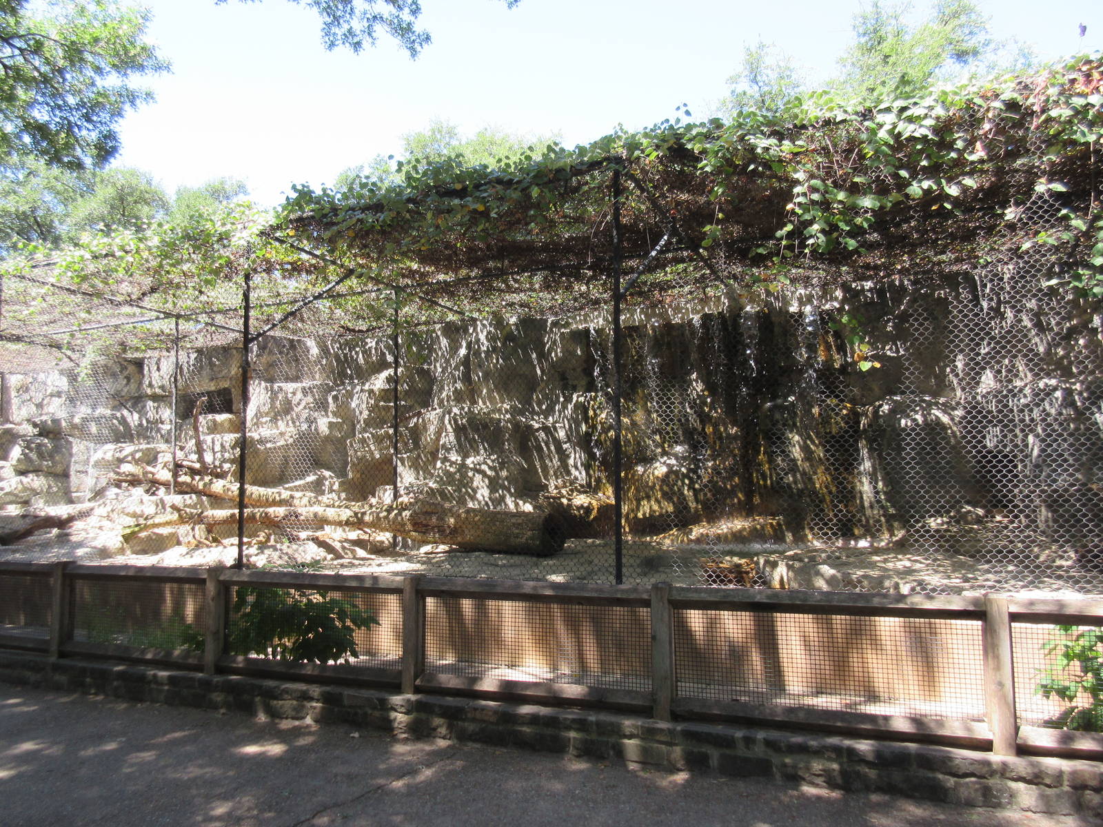 Texas Cats - Cougar Exhibit