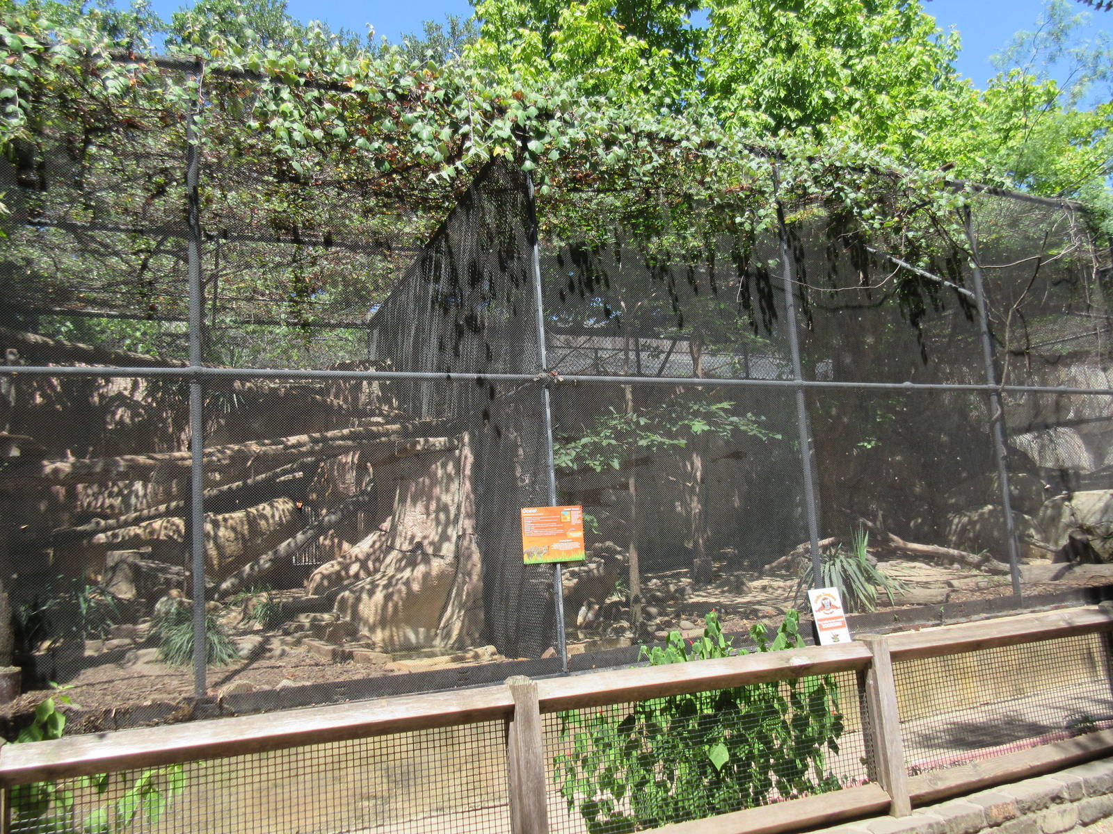 Texas Cats - Ocelot Exhibit