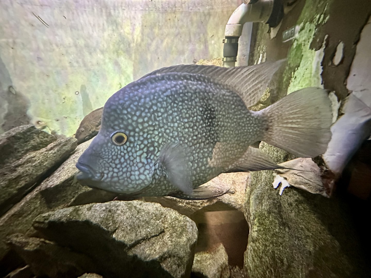 Texas cichlid (Herichthys cyanoguttatus)