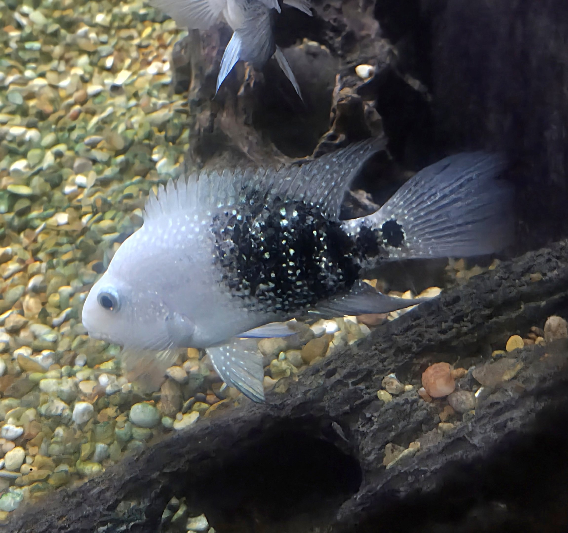 Texas Cichlid - July 2025