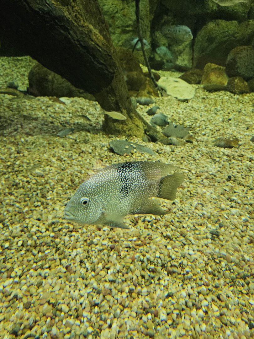 Texas Cichlid