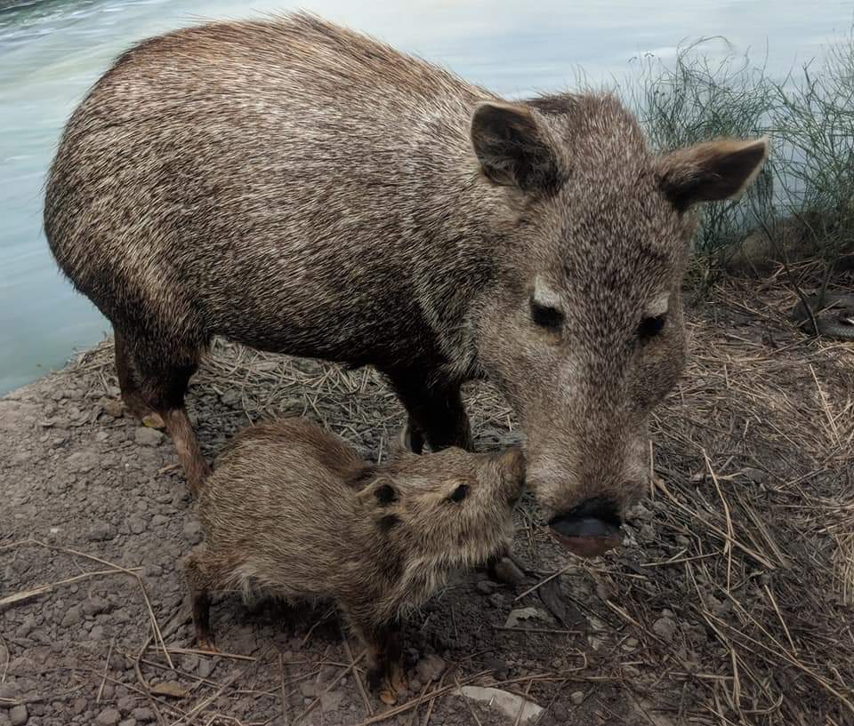 Texas collared peccary (Pecari angulatus angulatus)