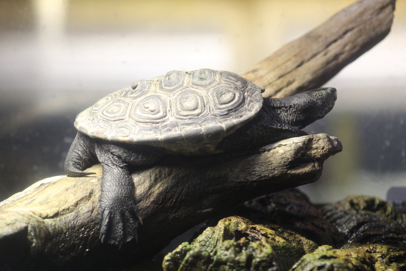 Texas Diamondback Terrapin