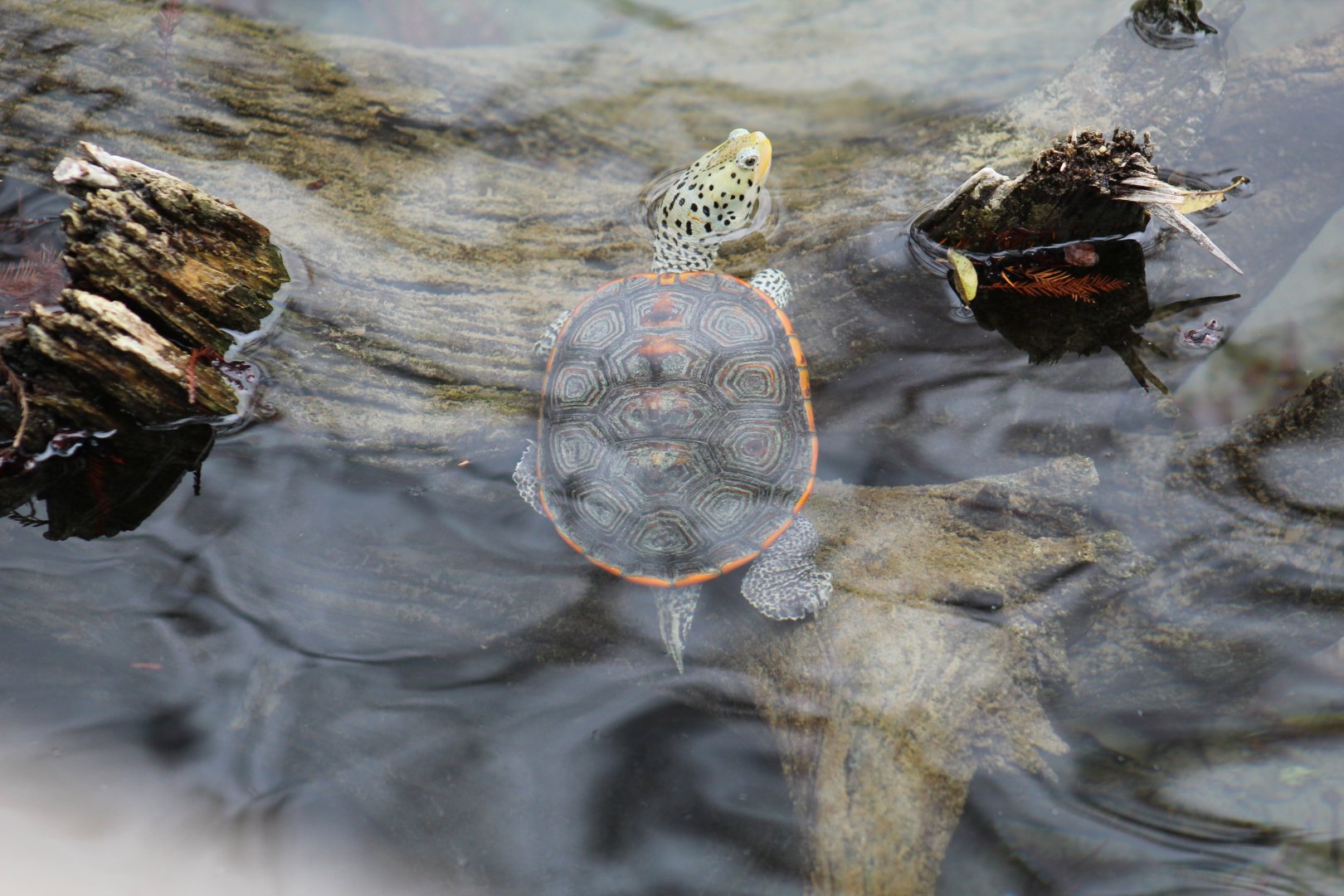 Texas Diamondback Terrapin