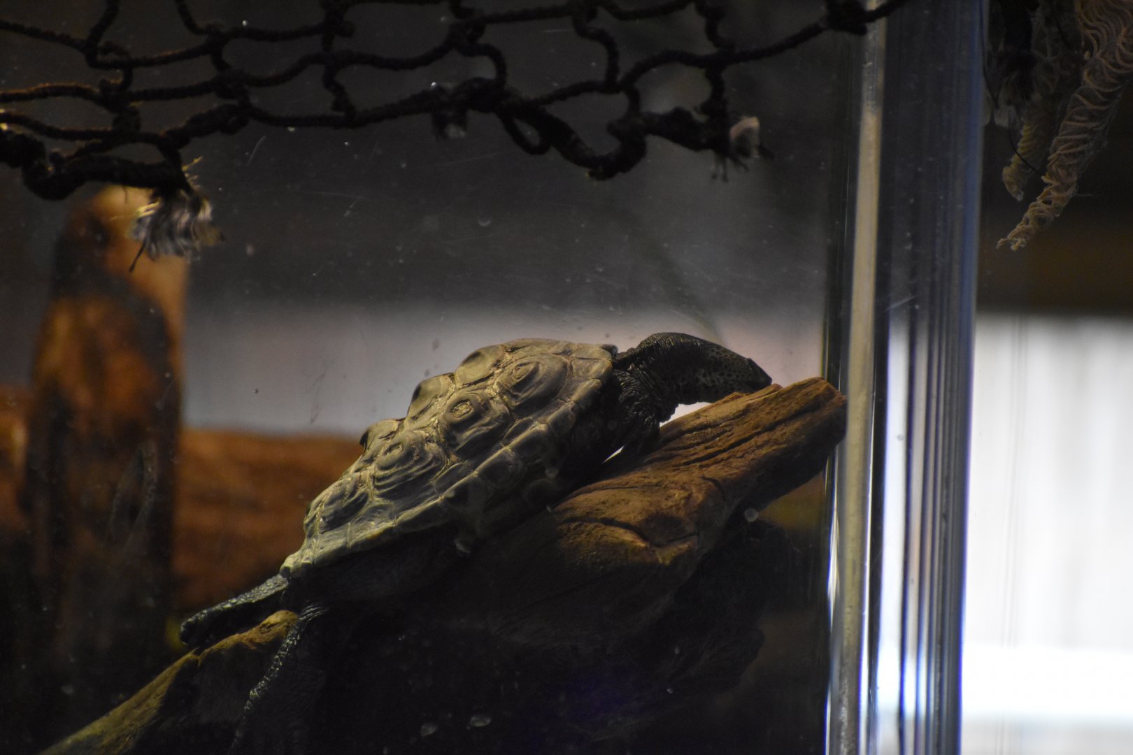 Texas Diamondback Terrapin