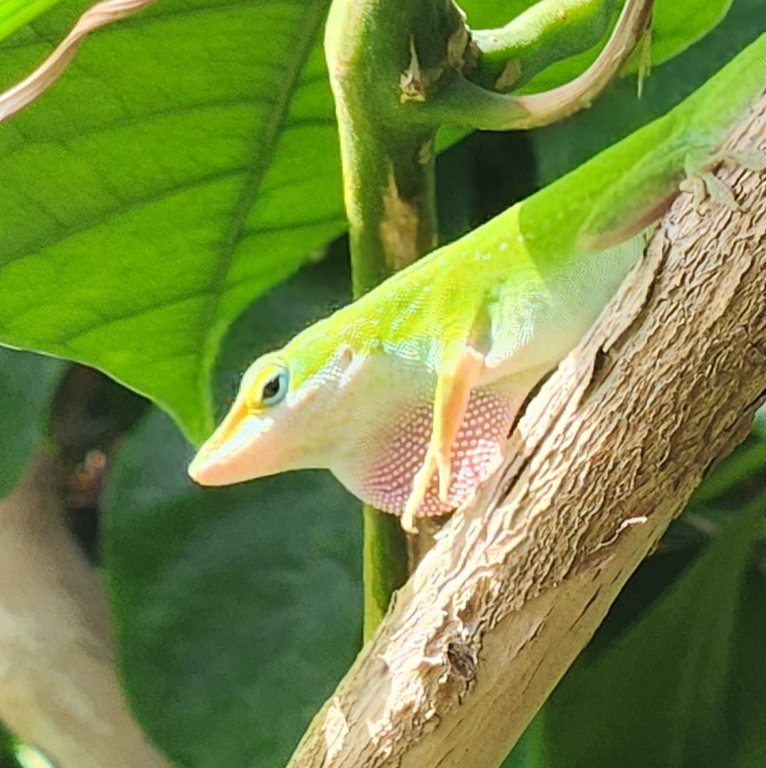 Texas Discovery Gardens - Anolis carolinensis