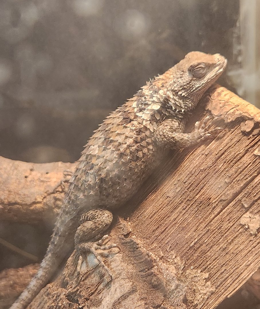 Texas Discovery Gardens - Sceloporus olivaceus