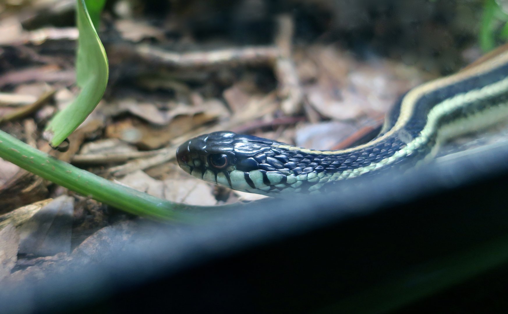 Texas Garter Snake (Thamnophis sirtalis annectens)