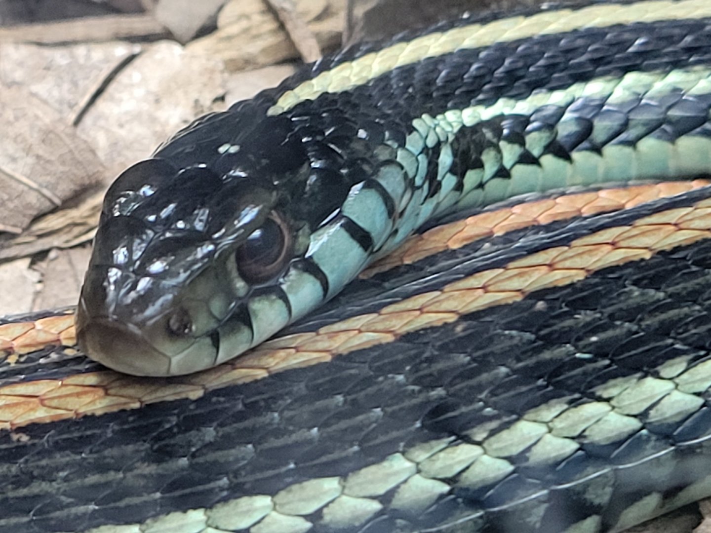 Texas Garter Snake(Thamnophis sirtalis annectens)