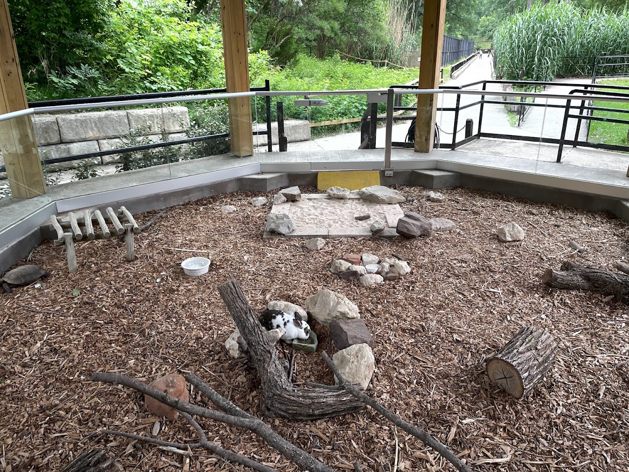 Texas Gopher Tortoise and a Rabbit