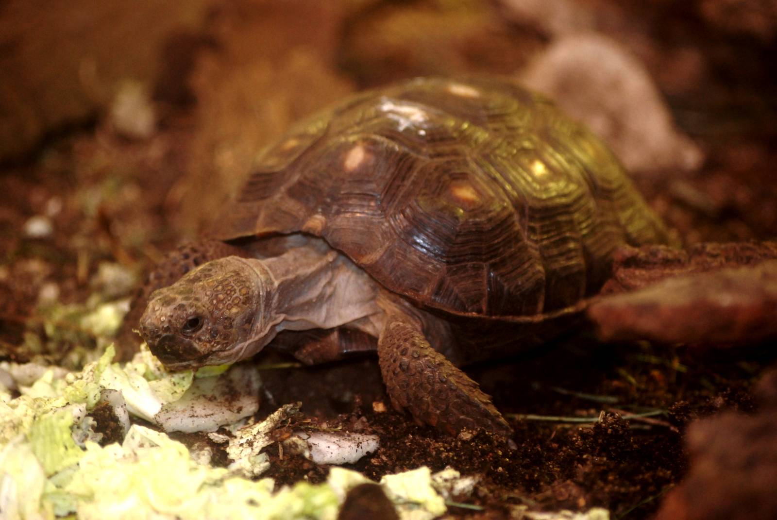 Texas Gopher Tortoise at Pilsen, 31/08/12