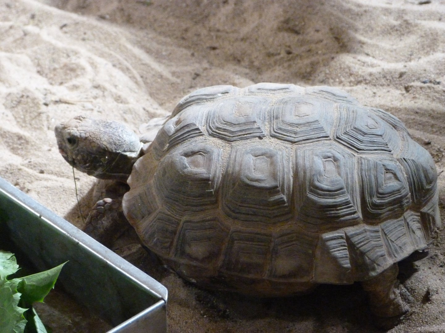 Texas gopher tortoise -Zoo Praha (2025)