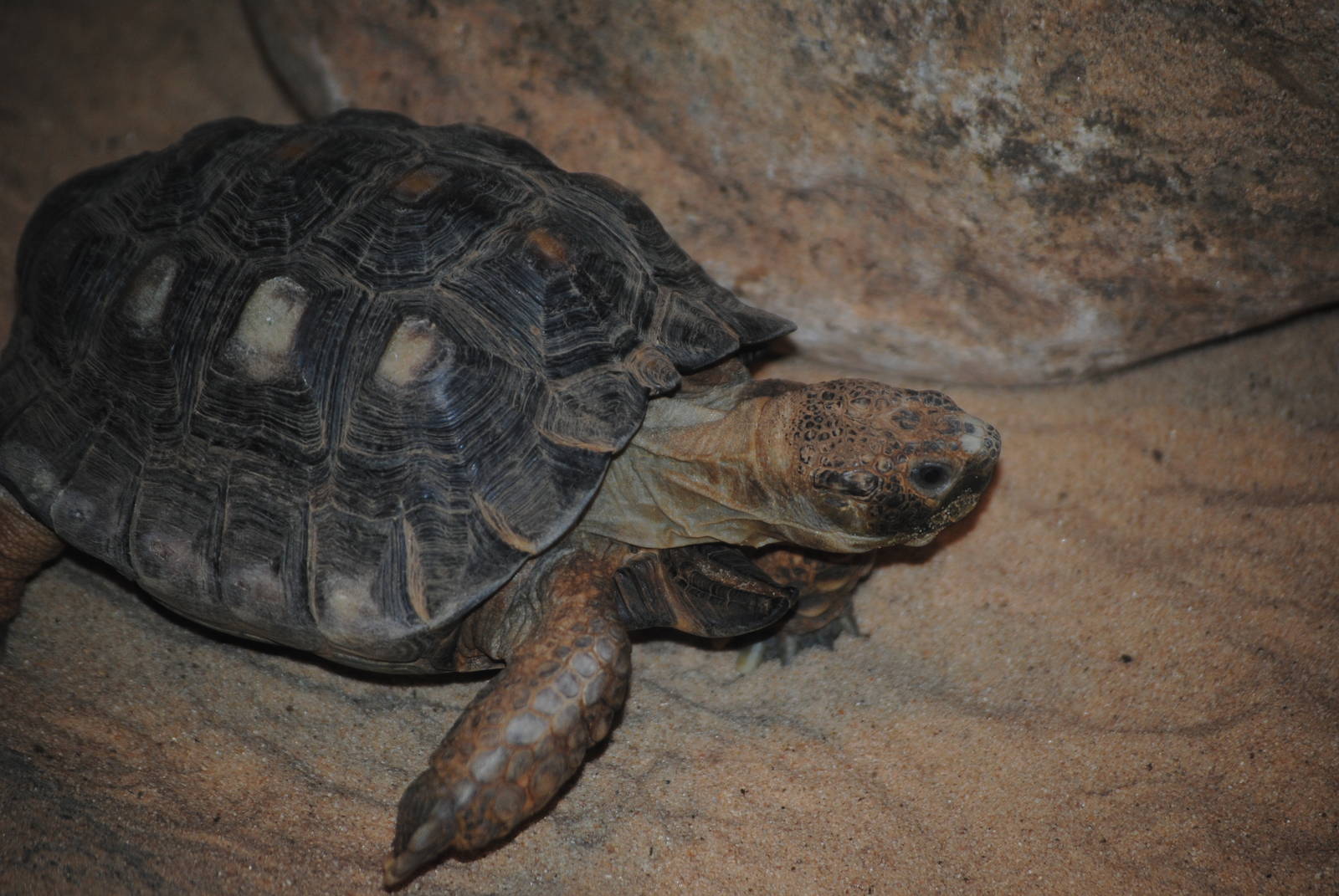 Texas Gopher Tortoise