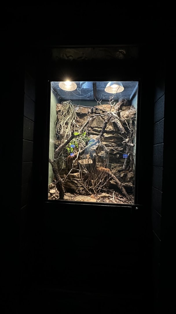 Texas Green Belt Terrarium