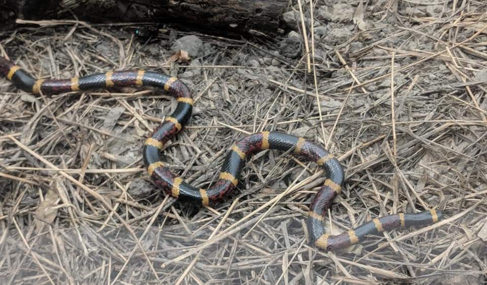 Texas Gulf coast coral snake (Micrurus tender tender)