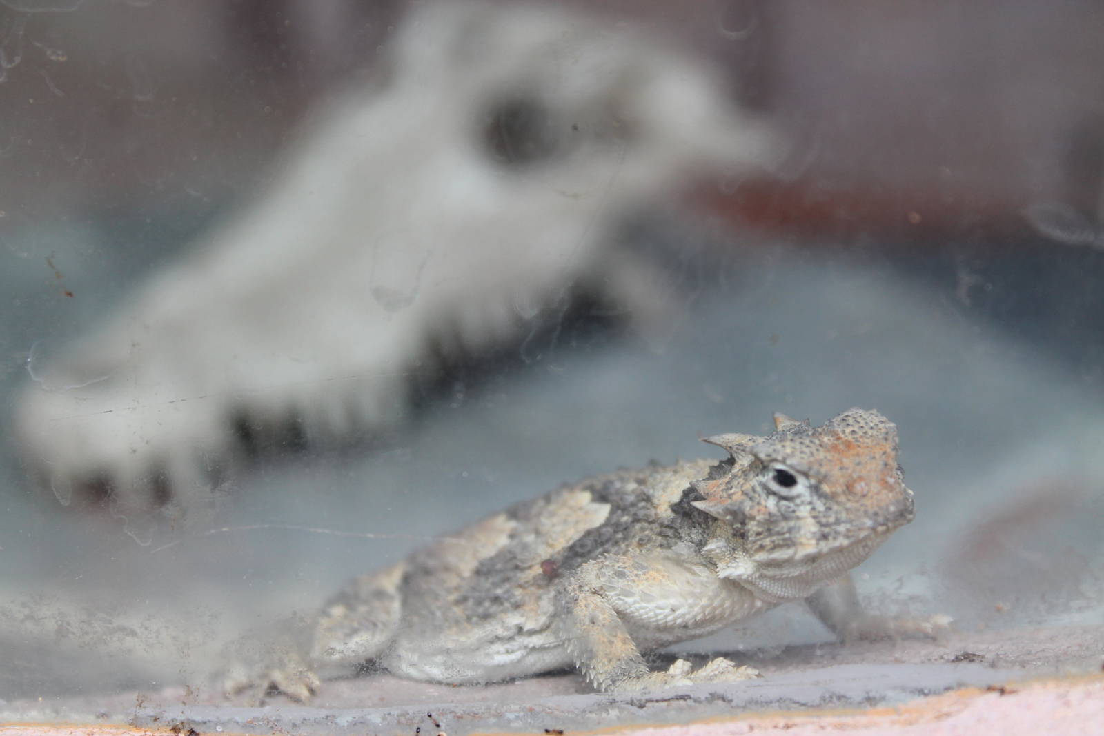 Texas horned lizard (Phrynosoma cornutum)