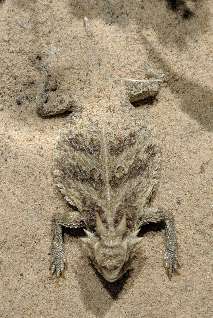 Texas horned lizard (Phrynosoma cornutum)