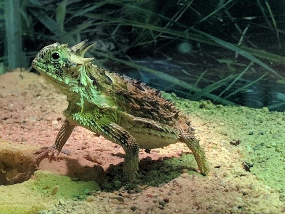 Texas horned lizard (Phrynosoma cornutum)