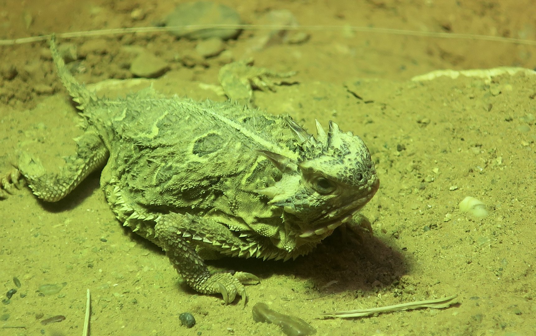Texas Horned Lizard (Phrynosoma cornutum)