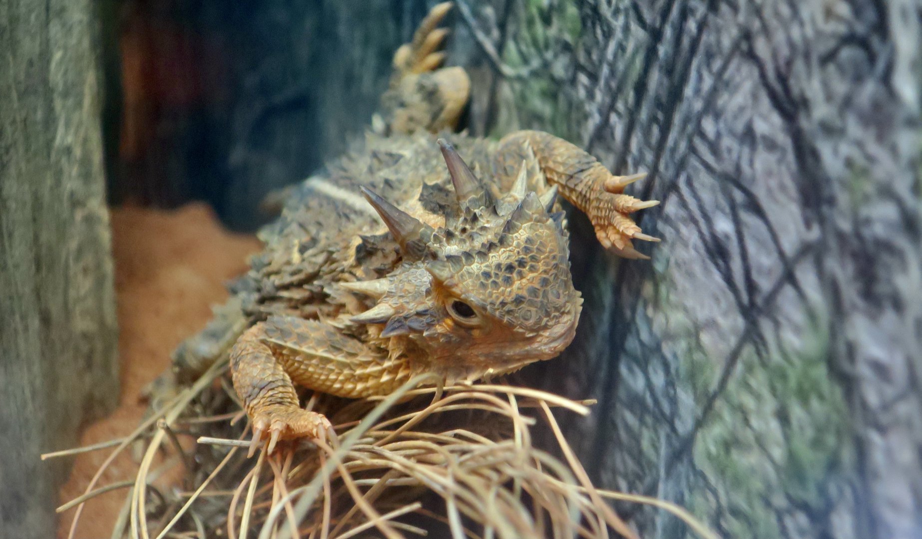 Texas Horned Lizard (Phrynosoma cornutum)
