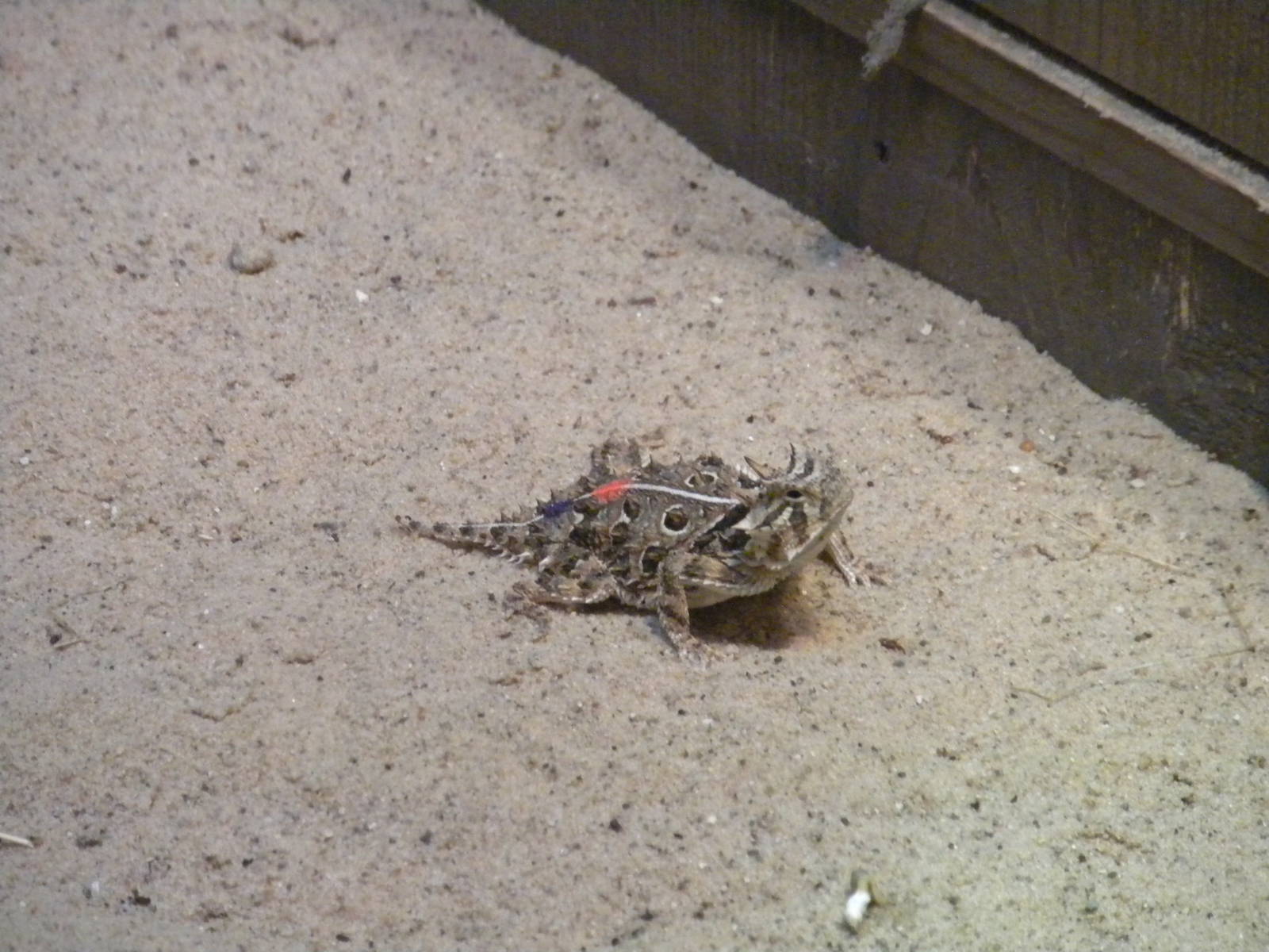 Texas Horned Lizard