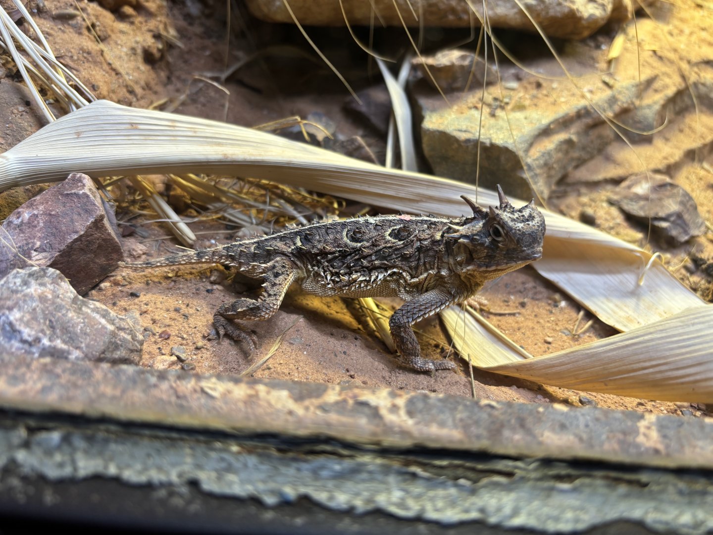 Texas Horned Lizard