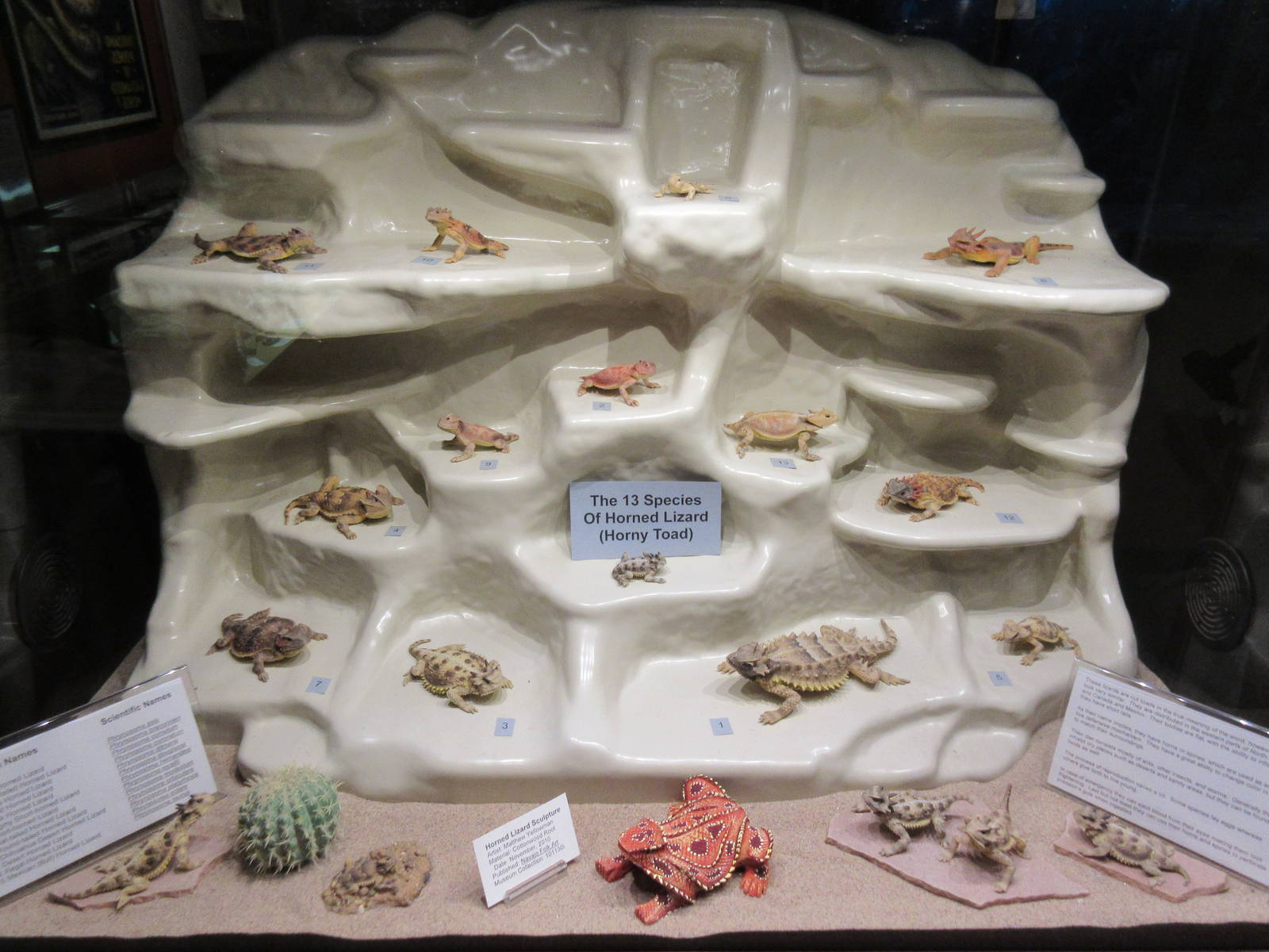 Texas Horned Lizards - all 13 species