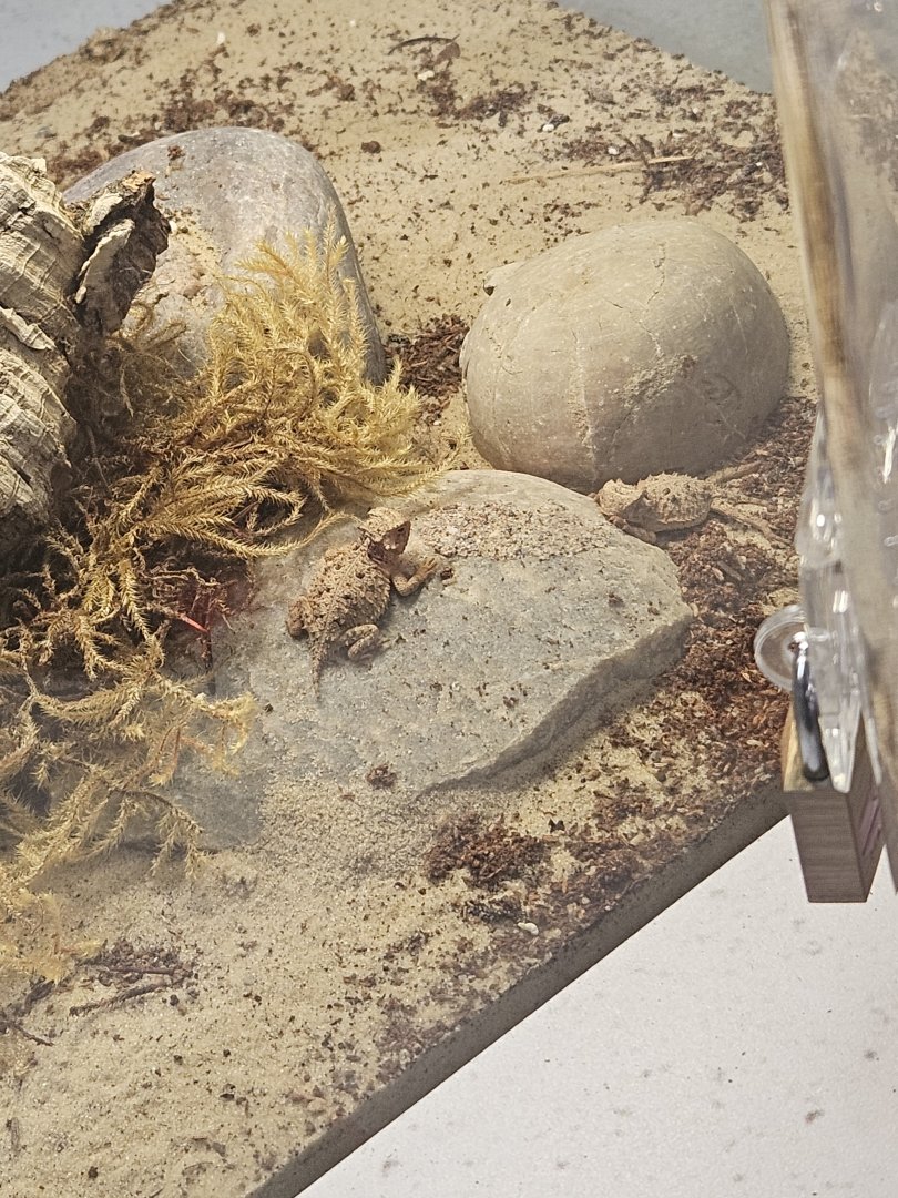 Texas horned lizards