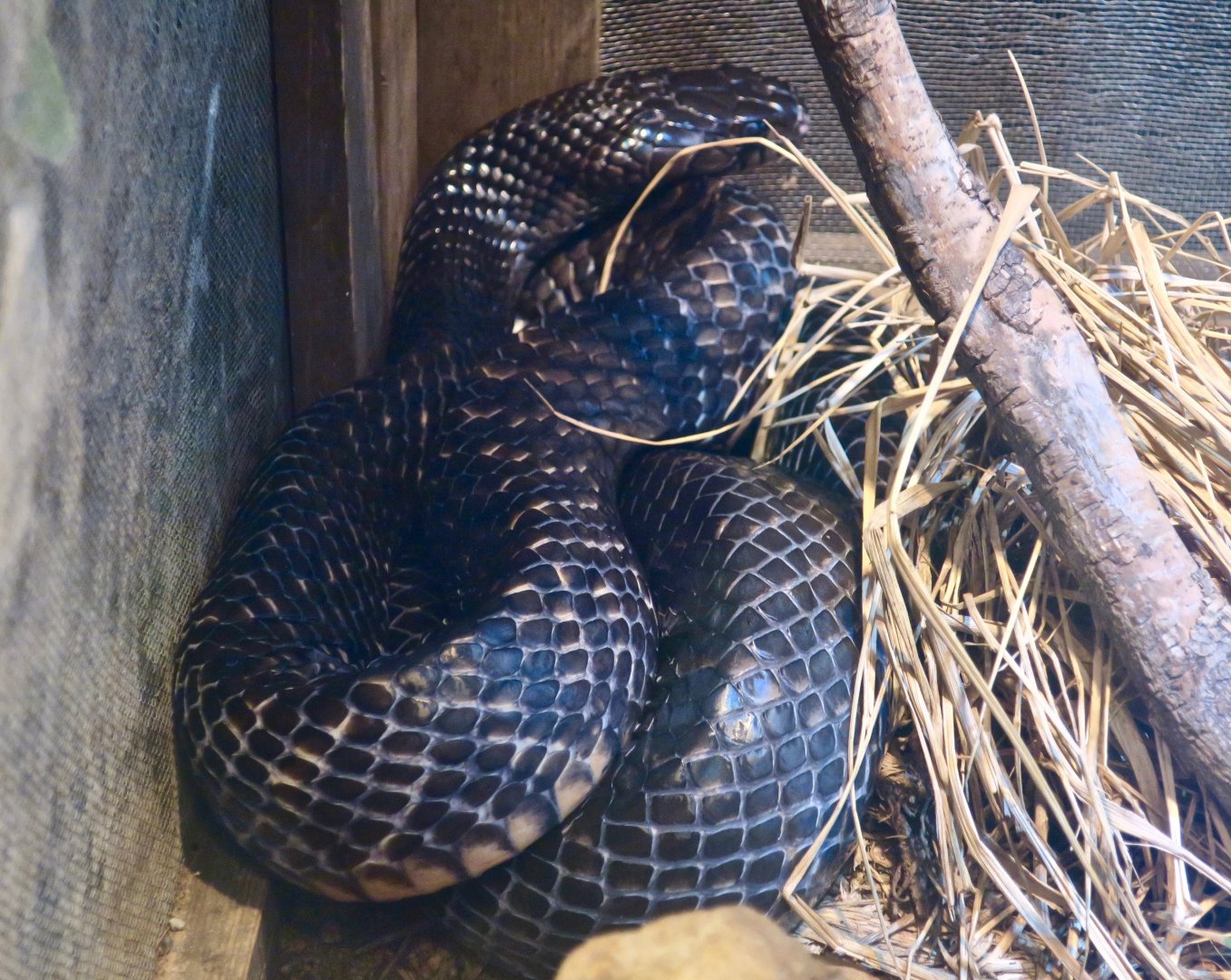 Texas Indigo Snake (Drymarchon melanurus erebennus)