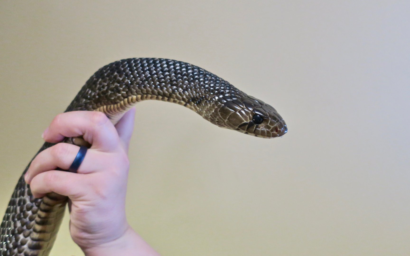 Texas Indigo Snake (Drymarchon melanurus erebennus)