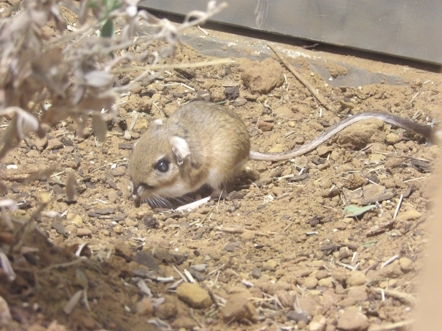 Texas Kangaroo Rat(Dipodomys elator)