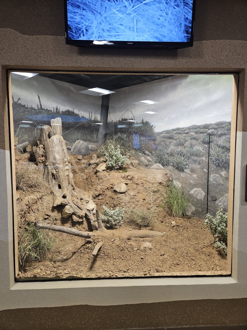 Texas Kangaroo Rat Exhibit