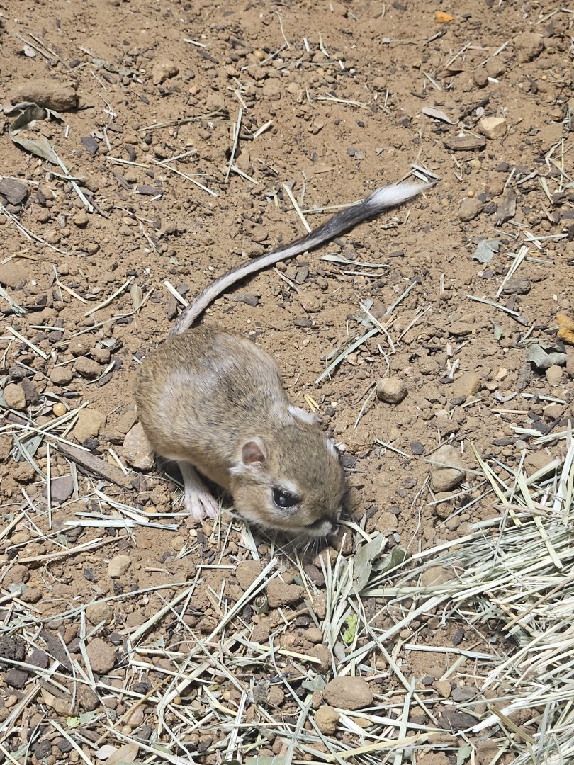 Texas kangaroo rat