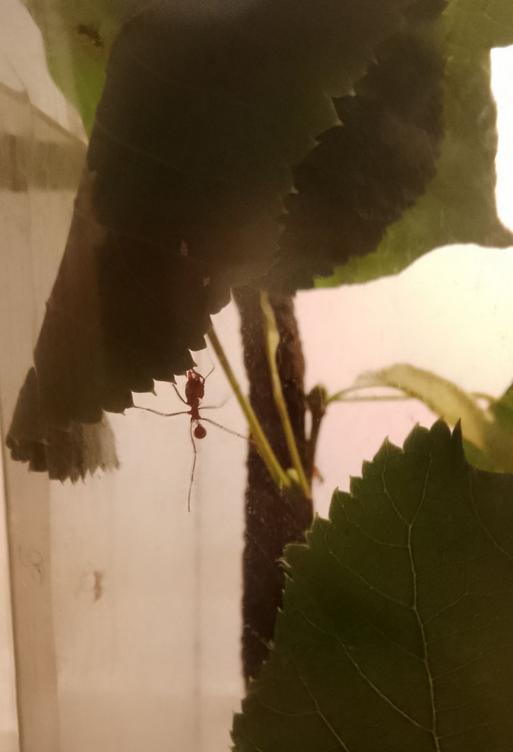 Texas leafcutter ant 290725