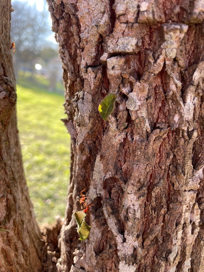 Texas Leafcutter Ants