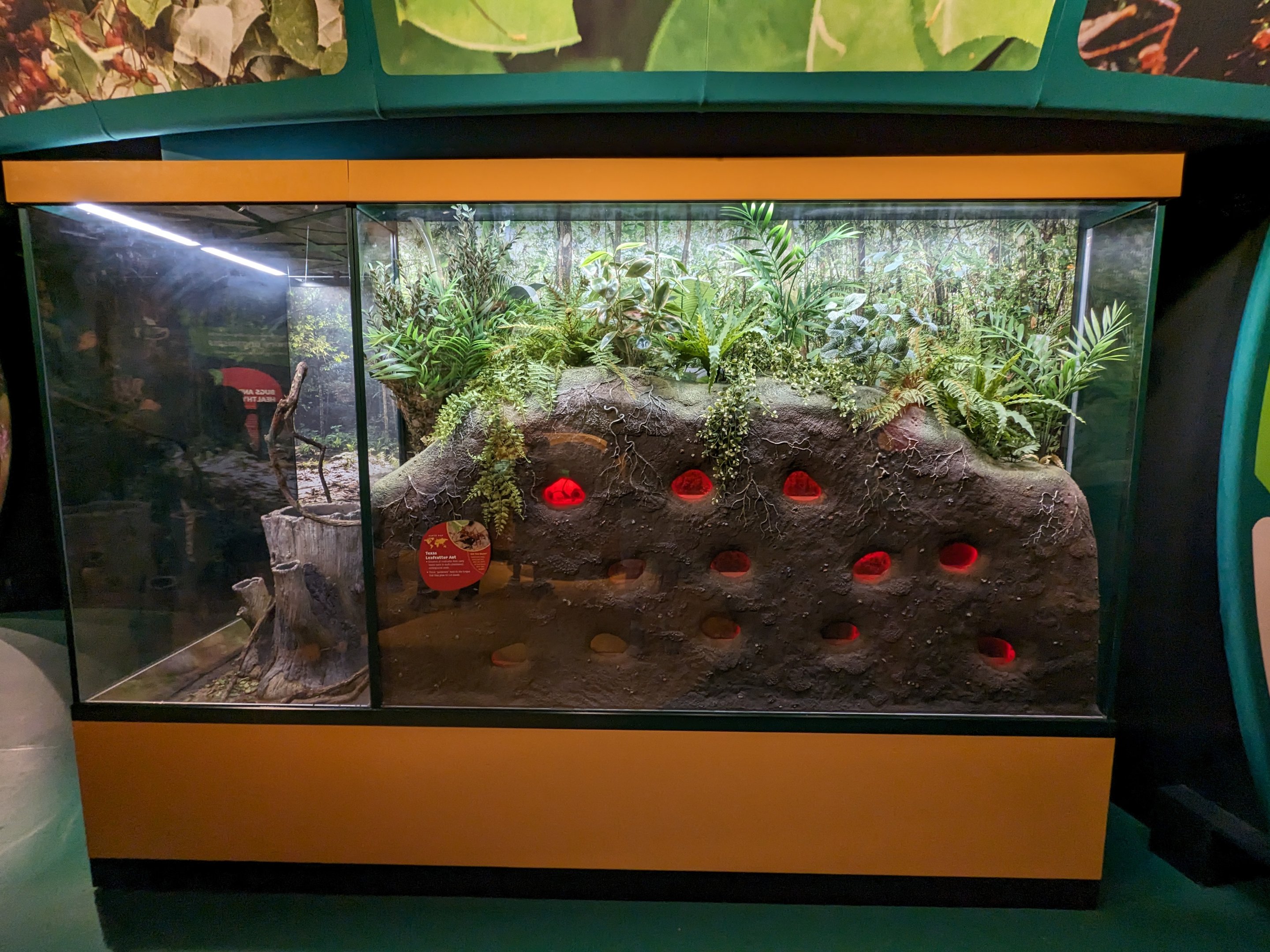 Texas Leafcutter Ants